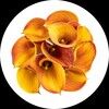 orangecallalily